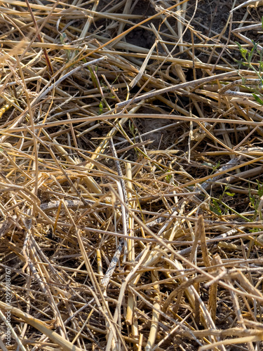 Dry hay texture, close up of straw on soil with green sprouts
