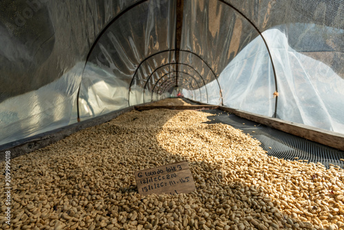 фотографія Geisha coffee beans spread on raised beds inside a controlled sun drying tunnel,