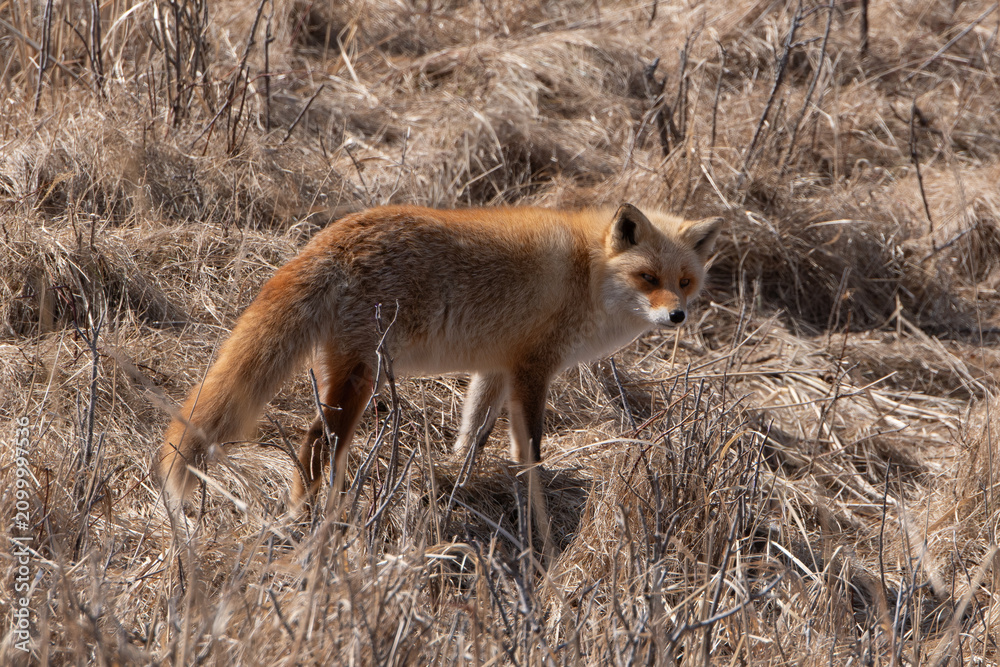 Fototapeta premium Renard roux;