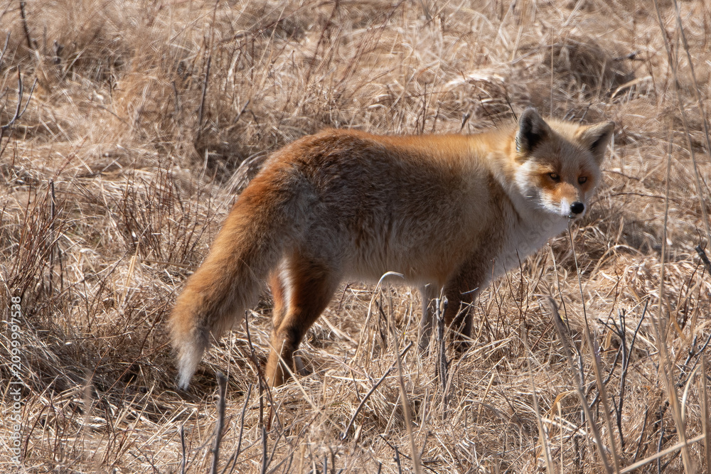 Fototapeta premium Renard roux;