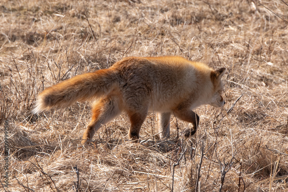 Fototapeta premium Renard roux;