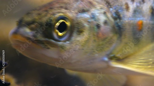  Close up macro shot of Juvenile Brown Trout swimming in current in the River Avon, Wiltshire, UK