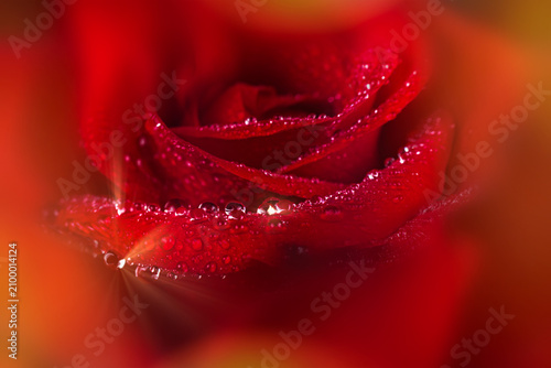 Red rose in soft color over blurred background