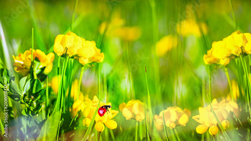 Natural background with yellow flowers and crawling ladybug in sunlight with beautiful bokeh. Copy space.
