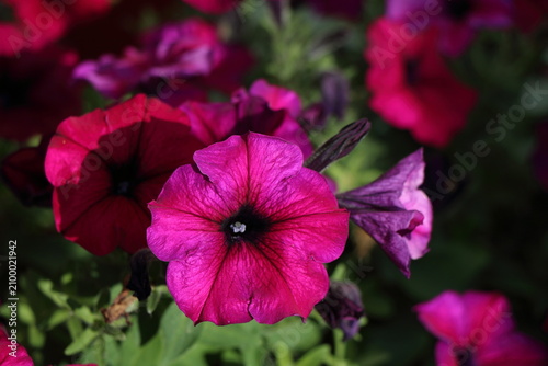Canvastavla Sanguna Purple Petunia