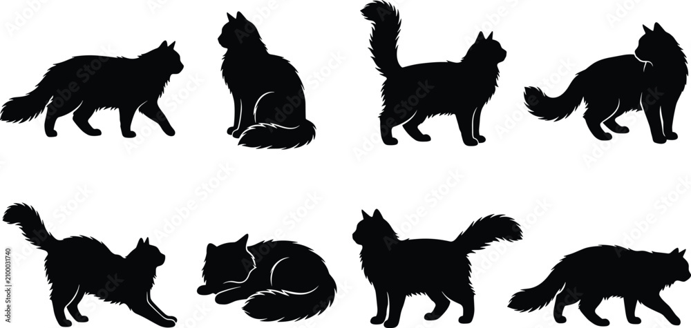 Fototapeta premium Long Haired Cat Silhouette Collection with Standing Sitting Walking and Resting Poses
