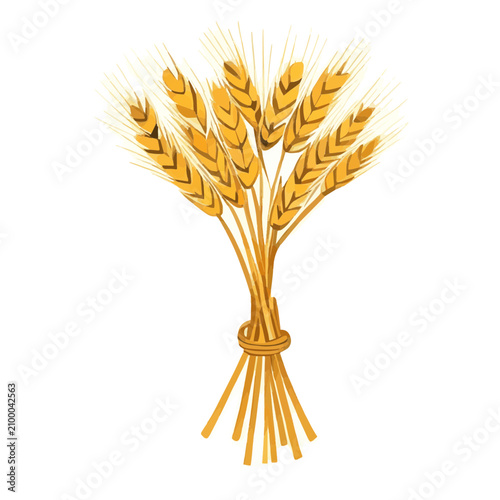 Golden wheat bundle vector illustration isolated on white background harvest stalks of ripe barley agriculture cereal crop ears for thanksgiving bakery and organic food logo