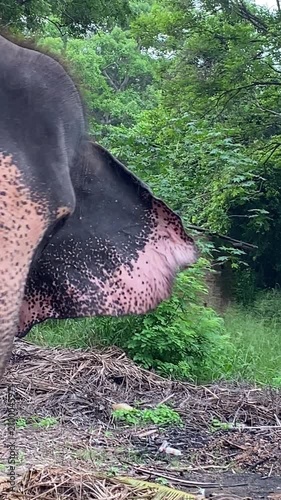 Chained Elephant in Sri Lanka Jungle, Animal Captivity, Wildlife Conservation Issue, Asia.
