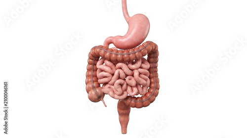 3d illustration of human digestive system isolated on transparent background