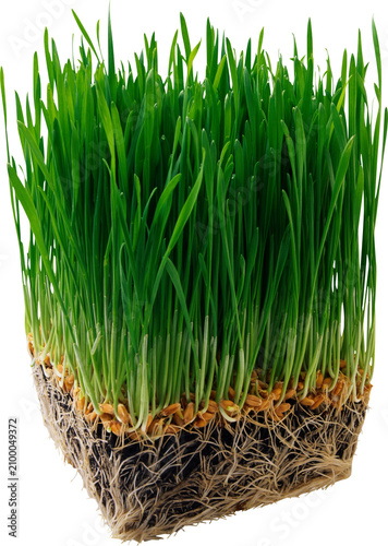 Fotografie green grass on white background grass on white background, meadow, season, envir