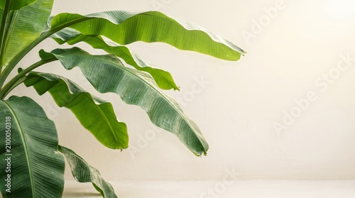Lush green banana plant leaves thriving in bright sunlight against a soft, minimalist background, evoking a sense of tropical tranquility and natural growth