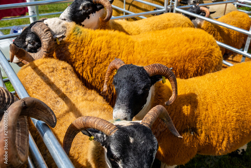 Impressive blackface sheep with huge horns in County Donegal - Ireland.