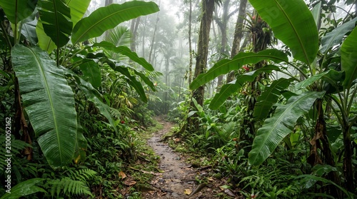 Lush green hiking trail winding through a misty tropical rainforest with dense banana leaves
