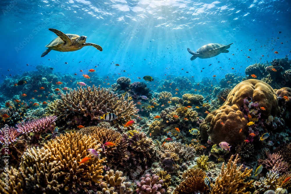 Obraz premium Vibrant Tropical Coral Reef with Colorful Fish in Crystal Clear Ocean