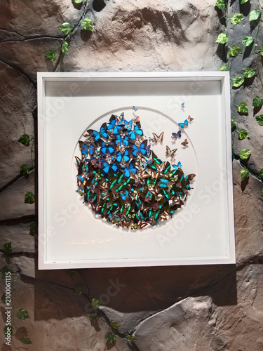 Fotografie Insect specimens arranged in a circular frame on a white wall