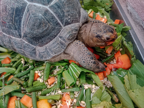 фотографія Giant tortoise eating crunchy green vegetables and healthy orange chopped carrot pieces