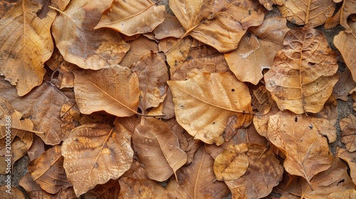 Dried brown leaves.