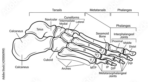 Photos Anatomical Diagram of Human Foot Skeleton with Labels