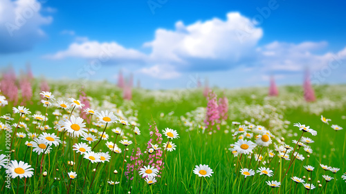 Field of white daisies and pink wildflowers under a blue sky with clouds meadow daisy