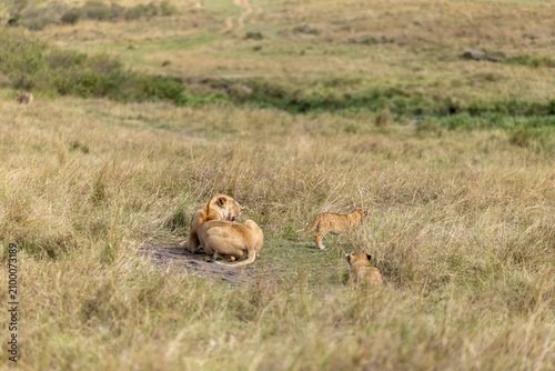 Lioness lies on a savannah track while two cubs walk through the grass beside her - Masai Mara National Reserve, Kenya, African wildlife safari photography