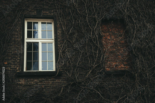 Atmospheric old brick wall with a white window covered by dry ivy vines. Moody architectural background with vintage texture, natural overgrowth and gothic aesthetic. Perfect for Halloween, mystery