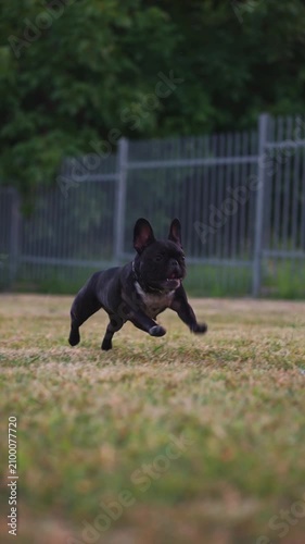 cute small french bulldog play with stick in park on grass, slow motion