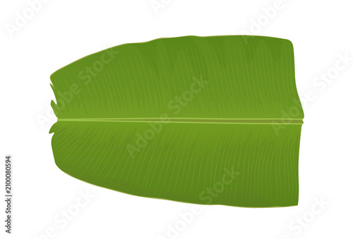 Photography Green Banana Leaf, Thooshanila Kerala traditional onam, vishu sadya, graphics Il