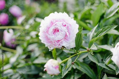Fotografie Sarah Bernhardt Peony Bloom with Buds in Garden
