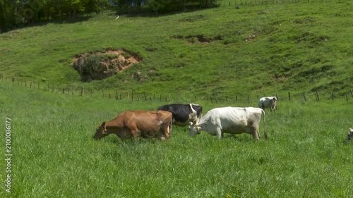 Dairy cattle herd grazing in green grass meadow