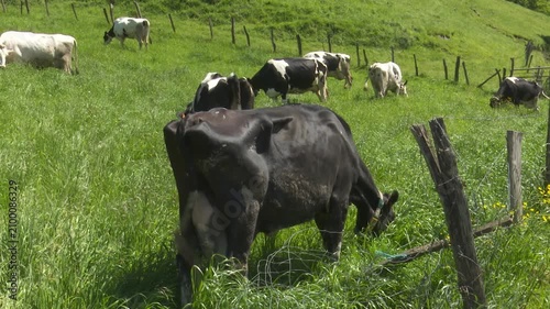 Dairy cattle herd grazing in green grass pasture