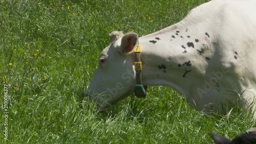 White and black dairy cattle grazing in a green grass meadow