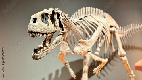 Prehistoric Theropod Dinosaur Skeleton Fossil Displayed in Museum Exhibit