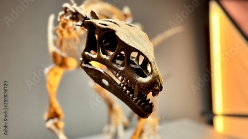 Prehistoric Theropod Dinosaur Skeleton Fossil Displayed in Museum Exhibit