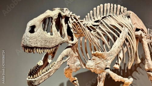 Prehistoric Theropod Dinosaur Skeleton Fossil Displayed in Museum Exhibit