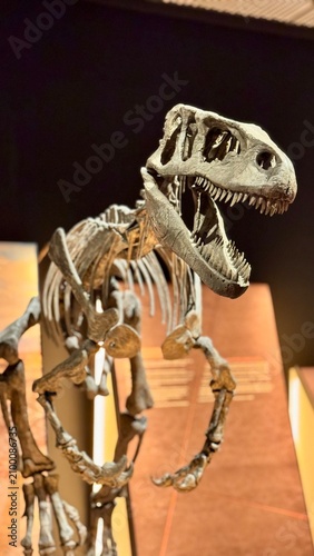 Prehistoric Theropod Dinosaur Skeleton Fossil Displayed in Museum Exhibit