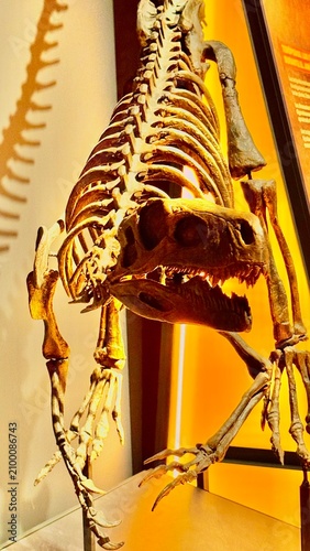 Prehistoric Theropod Dinosaur Skeleton Fossil Displayed in Museum Exhibit