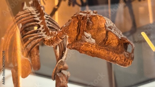 Prehistoric Theropod Dinosaur Skeleton Fossil Displayed in Museum Exhibit