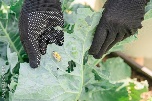 Konstfotografi Hands inspecting Cross-Striped Cabbageworm moth on brassica leaf in garden