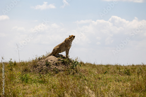 Adult cheetah sits on a termite mound and scans the savannah under a blue sky - Masai Mara National Reserve, Kenya, African wildlife safari photography