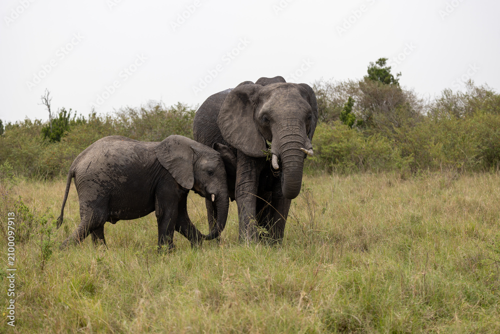 Obraz premium Adult African bush elephant stands with its calf feeding in savannah grass - Masai Mara National Reserve, Kenya, African wildlife safari photography