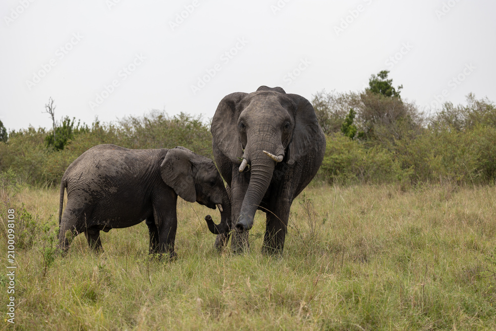 Fototapeta premium African bush elephant calf reaches toward an adult in savannah grass - Masai Mara National Reserve, Kenya, African wildlife safari photography