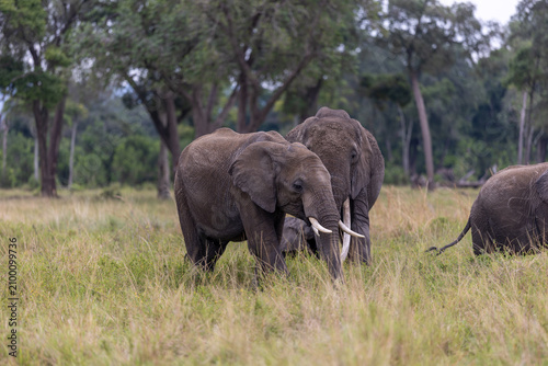 African bush elephant with long tusks feeds in tall savannah grass among others of its herd - Masai Mara National Reserve, Kenya, African wildlife safari photography
