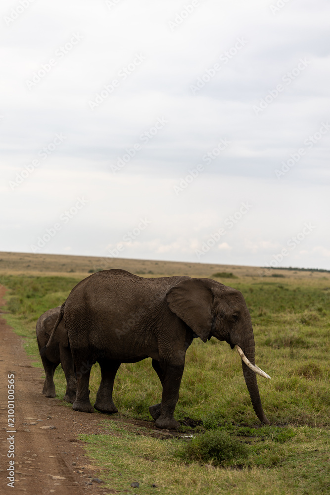Fototapeta premium Adult African elephant walks along the grassy edge of a dirt track with its calf behind - Masai Mara National Reserve, Kenya, African wildlife safari photography
