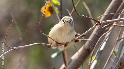 Принти на полотні Small songbird perched among thin branches in woodland