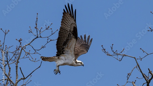 Osprey landing on a bare branch in blue sky