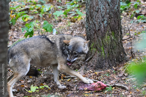 A gray wolf guarding its prey in the forest. Authentic wildlife image documenting territorial and natural feeding behavior in a woodland habitat.