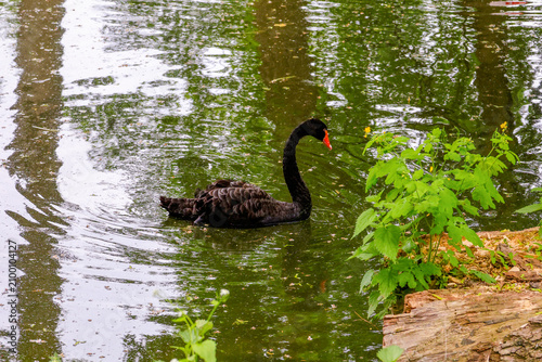 Black swan gliding across a calm pond surrounded by lush green vegetation