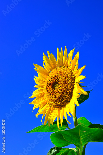 夏の青空に向日葵の花