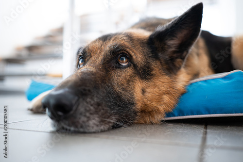 A close up shot of an adult German Shepherd dog resting on a blue bed looking up with expressive brown eyes