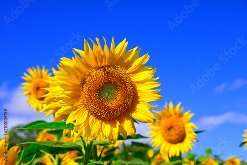 夏の青空に向日葵の花